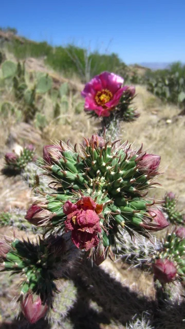 Beautiful Cholla in Bloom.JPG