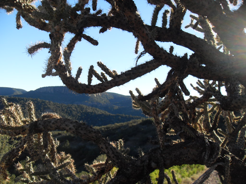 Beautiful Cholla.JPG