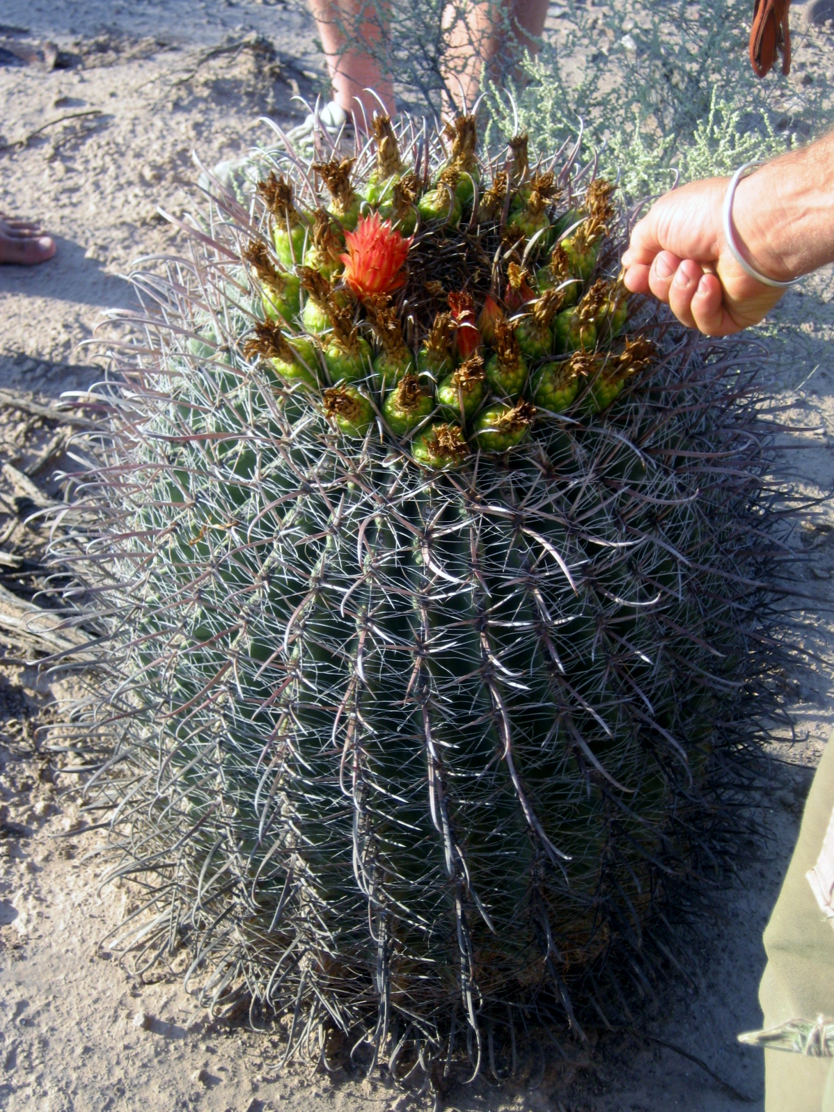 Eden 2012 #10.JPG