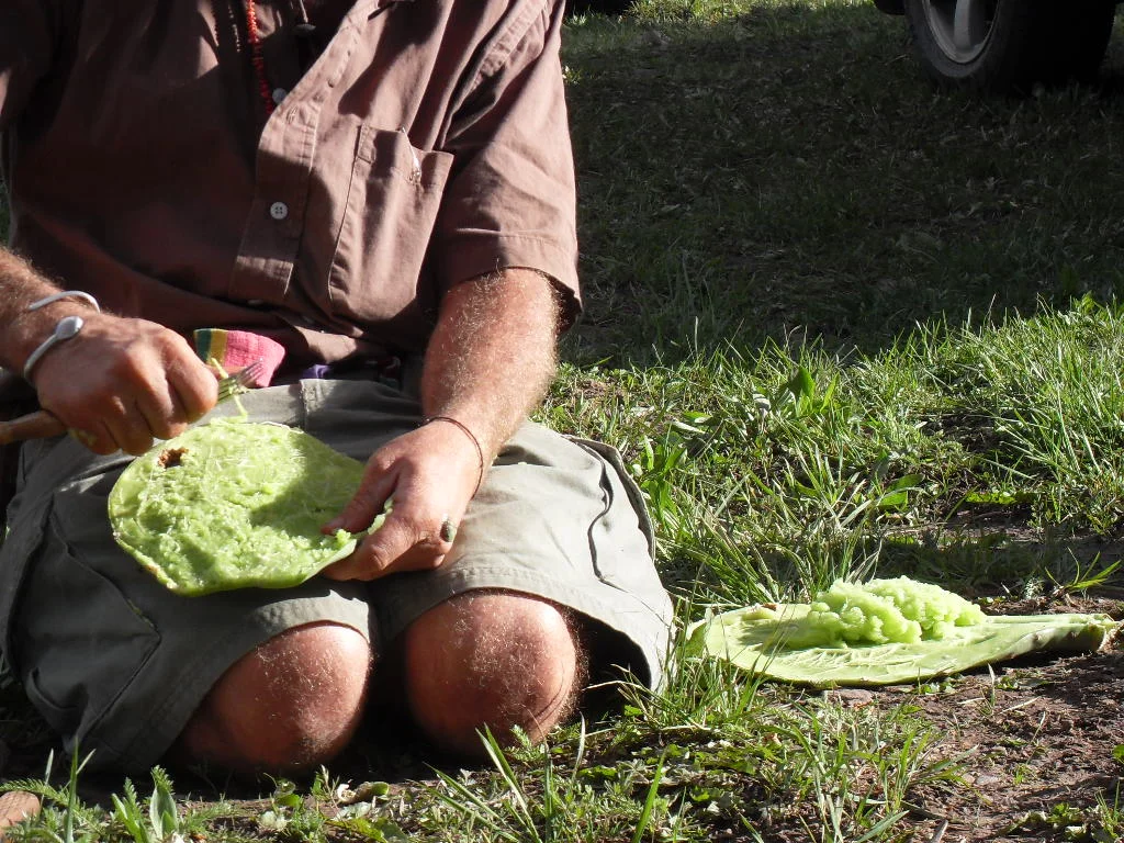 Prickly Pear Poultice.JPG