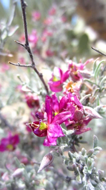 Rhatany Flowers