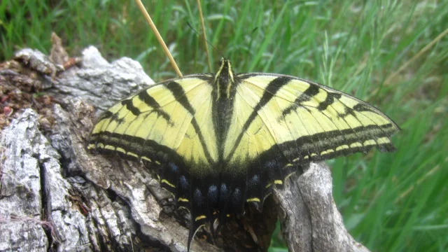 Swallowtail Magic.JPG