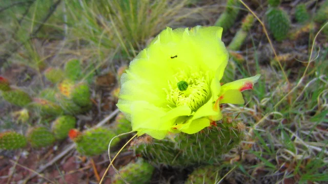 Sweet prickly Pear.JPG