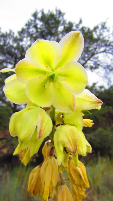 Yucca in Bloom