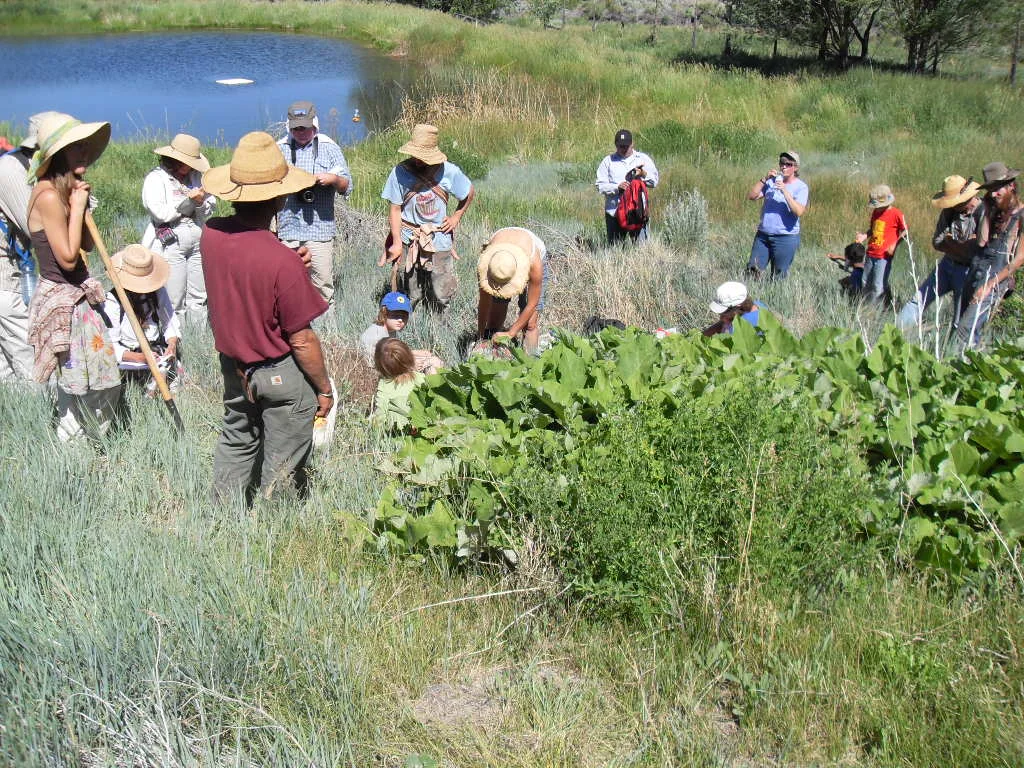 Burdock Stand, Moab Workshop