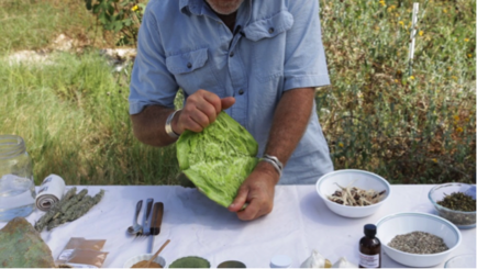 splitting prickly pear.png