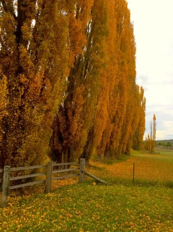 Cooma
