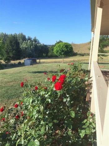 Roses in Cooma