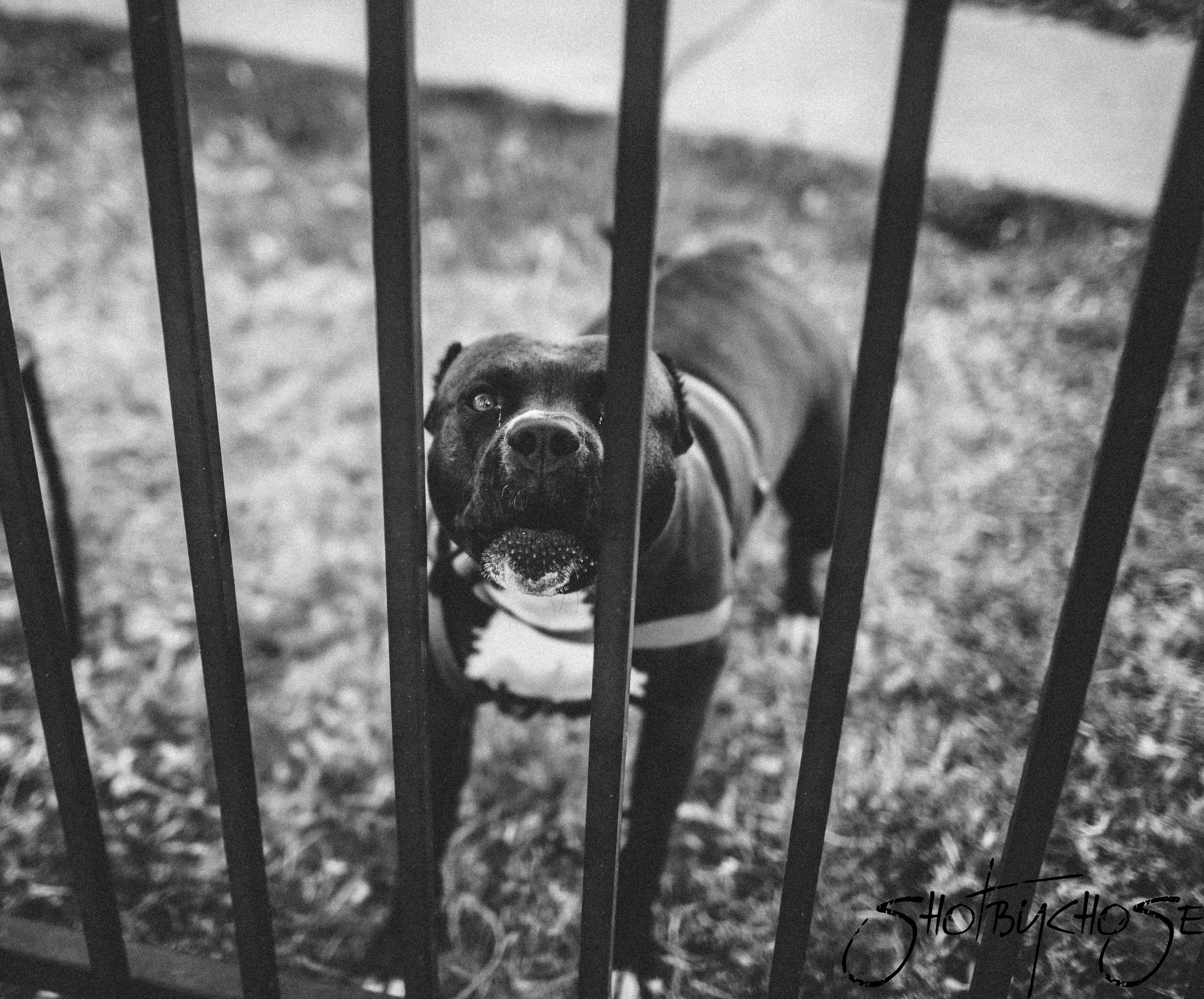 I remember when I was a kid I would always be scared to walk through the alphabets because they had a huge amount of stray dogs. Mainly Pit Bulls and Rottweilers. Every time I see now it reminds me of the days I use to roam Deep East Oakland with my friends at age 10-15. 