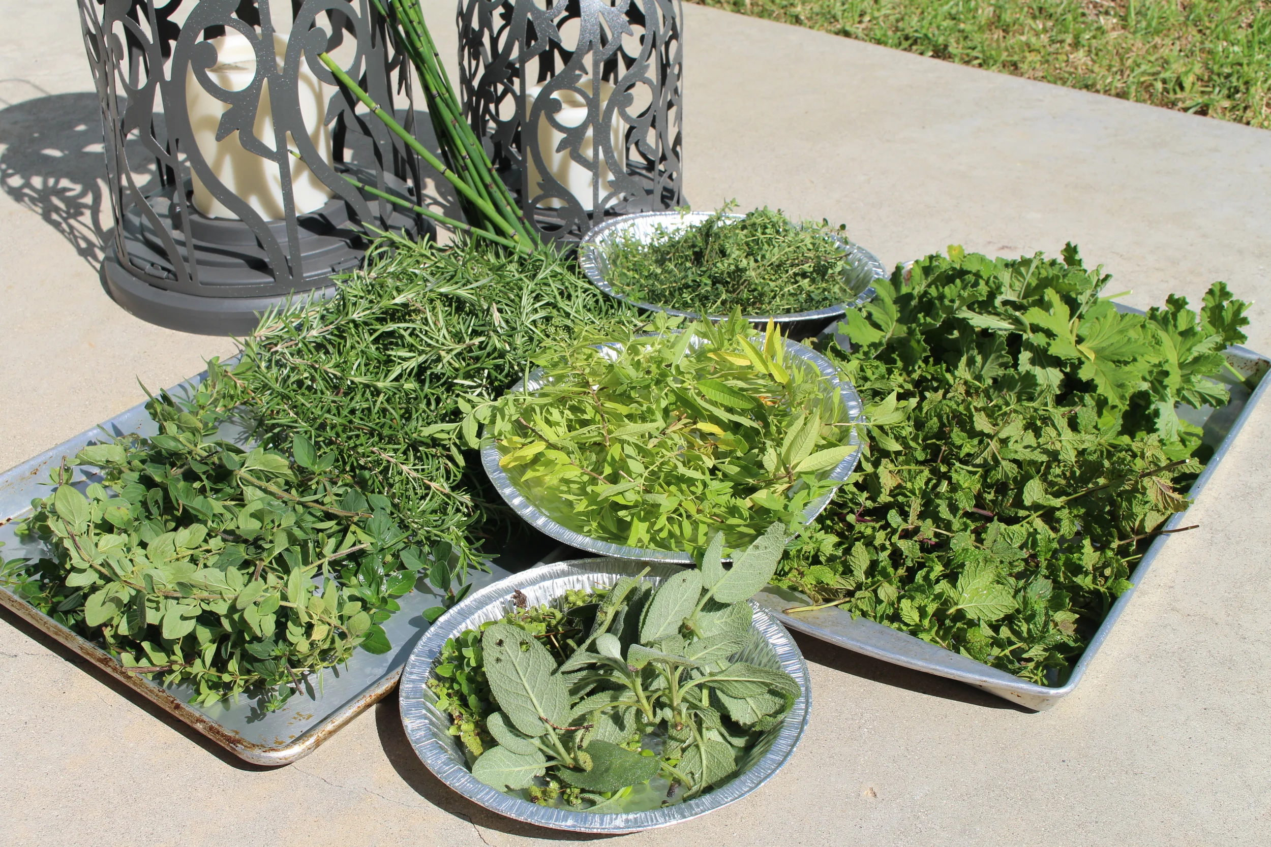 Freshly picked Sage, Marjoram, Lemon Verbena, Thyme, Lemon Thyme, Mint, Geranium and Horsetail