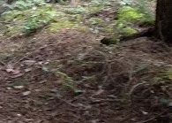 ForestSB_Duff_deerMiss2.jpg