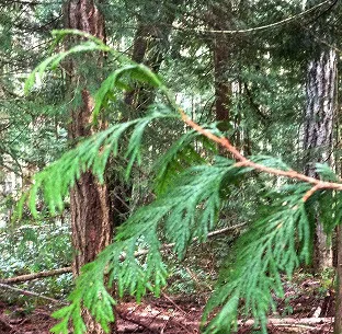 DK_FOREST_WRC_coniferousTree2edited.jpg