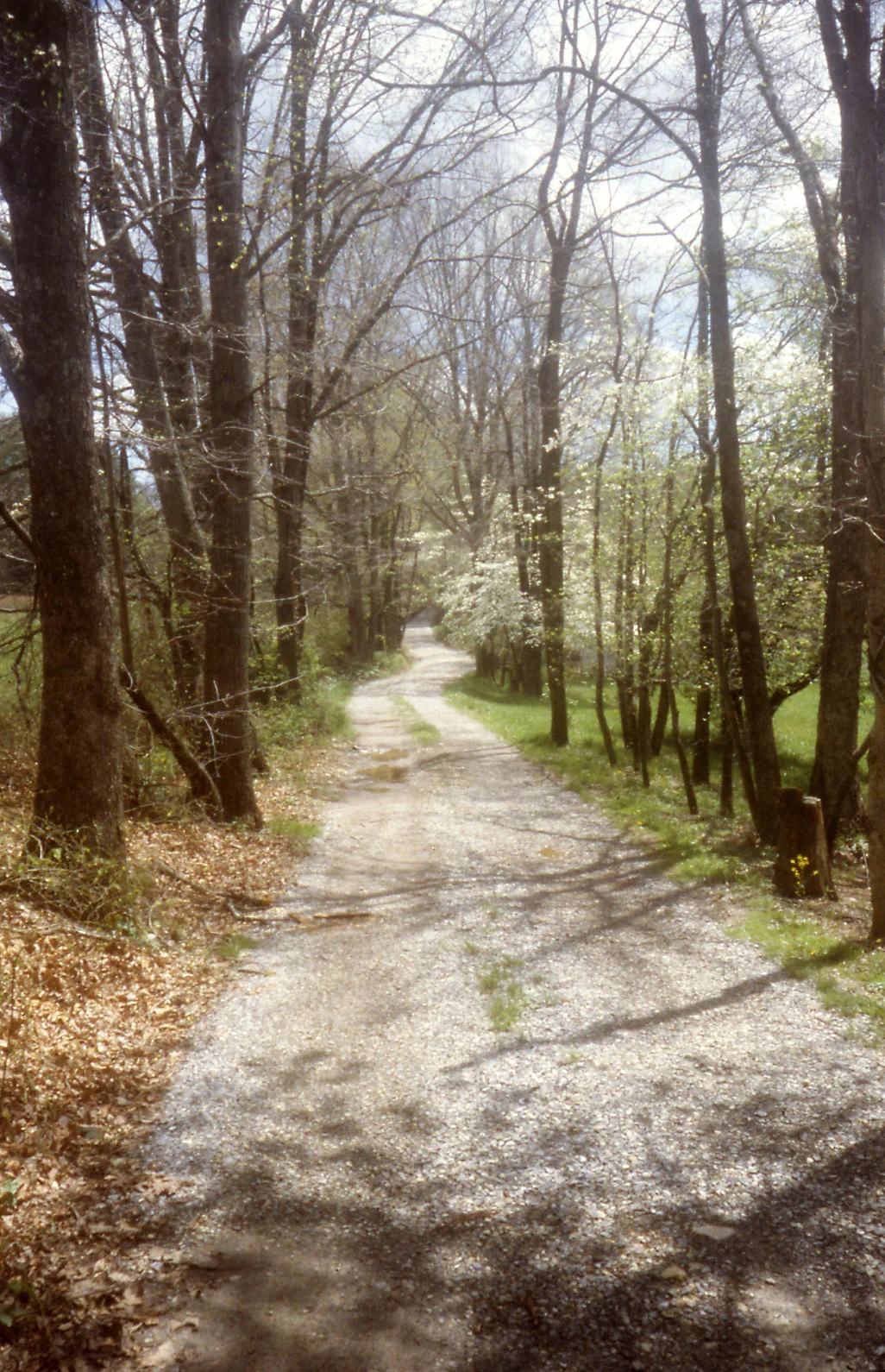 Spring-Pic.jpg