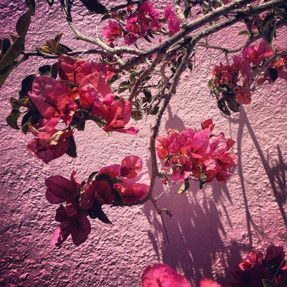 pink on pink.jpg