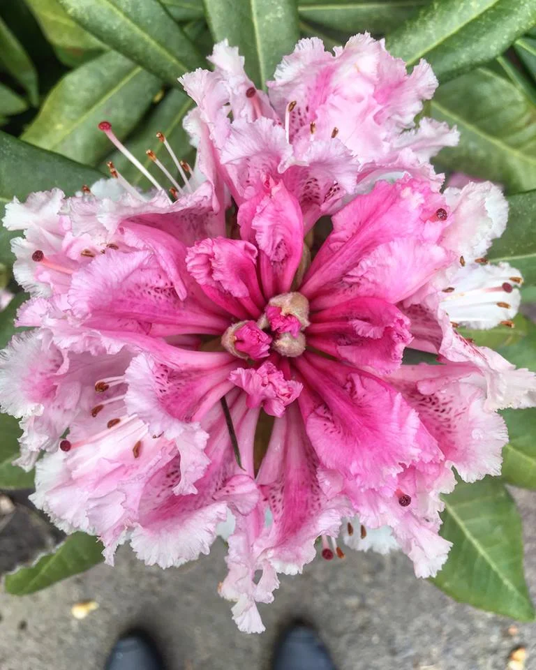 flower.jpg