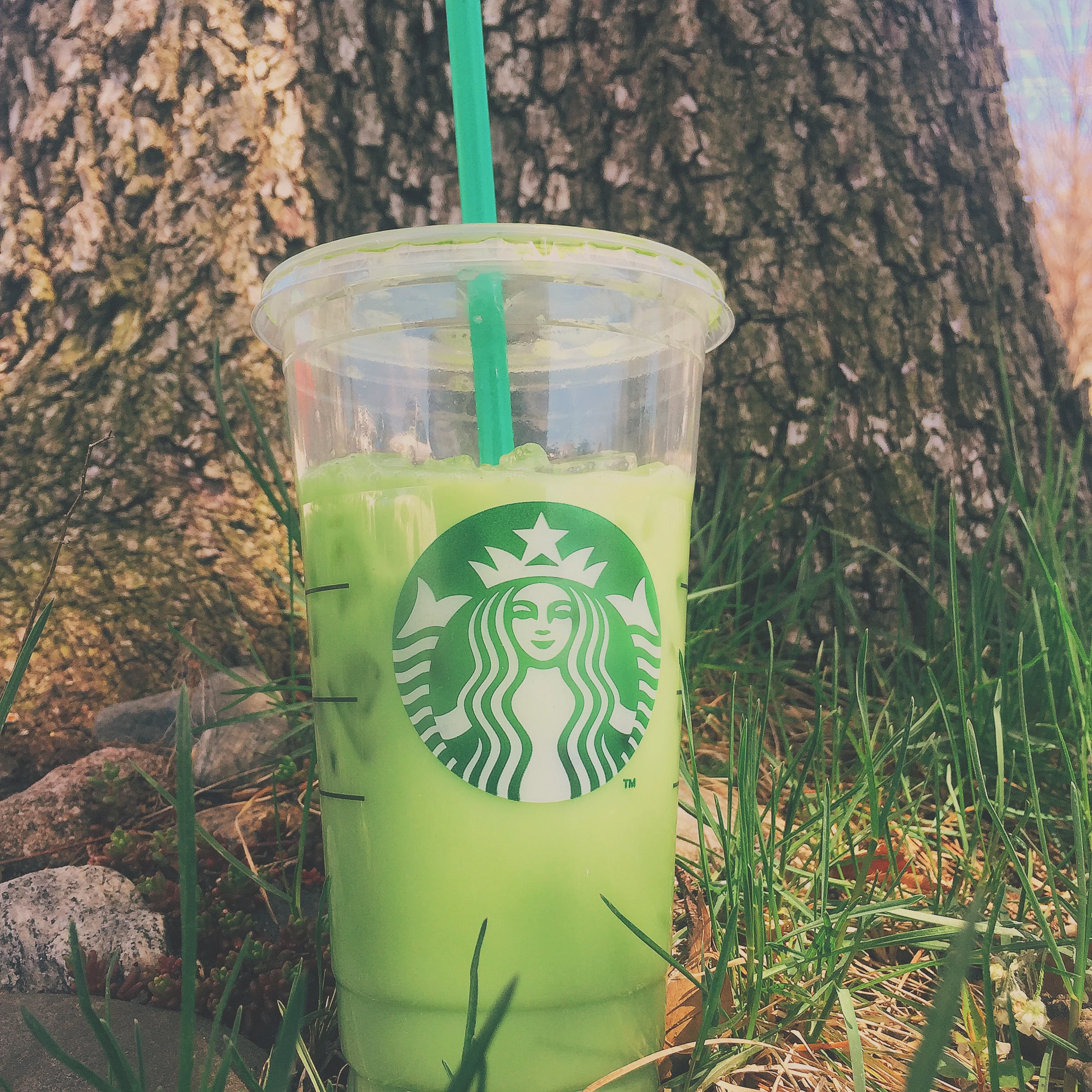 The Matcha Green Tea Craze
