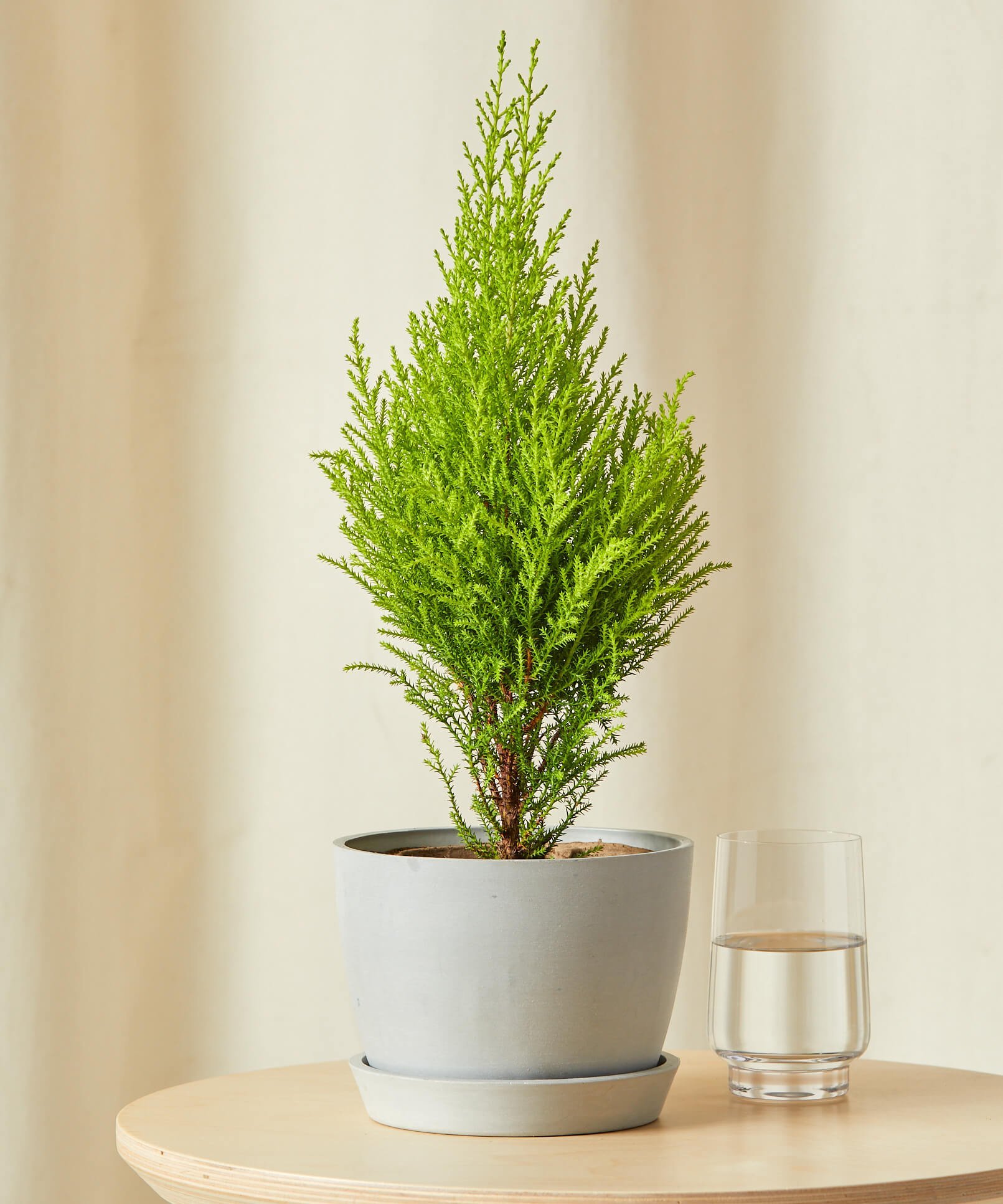 Bloomscape - Potted Mini Lemon Cypress