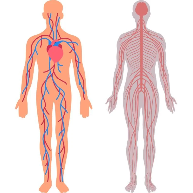 graphical depictions of the human cardiovascular & nervous systems