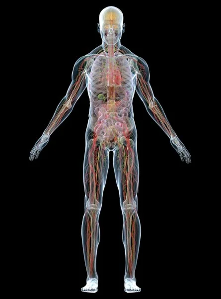 human-body.jpg
