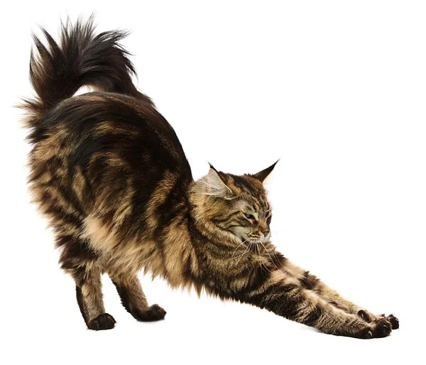 cat!.jpg