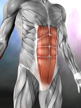 Rectus Abdominus. (Image used with permission from Real Bodywork, Inc.)