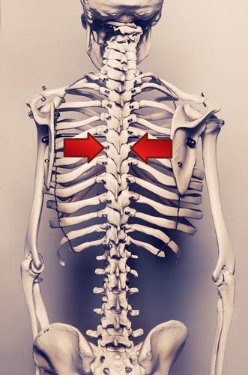 Scapular retraction.