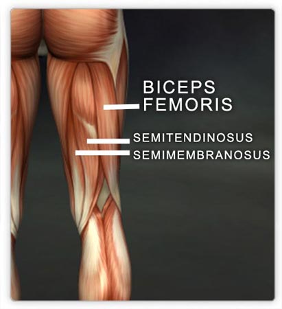 The hamstrings muscle group: biceps femoris, semitendinosus, & semimembranosus. (Image courtesy Real Bodywork, Inc.)