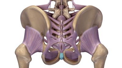 The ligaments that support the SI joint include the anterior sacroiliac ligament, interosseus sacroiliac ligament, sacrotuberous ligament, posterior sacroiliac ligament, and sacrospinous ligament.