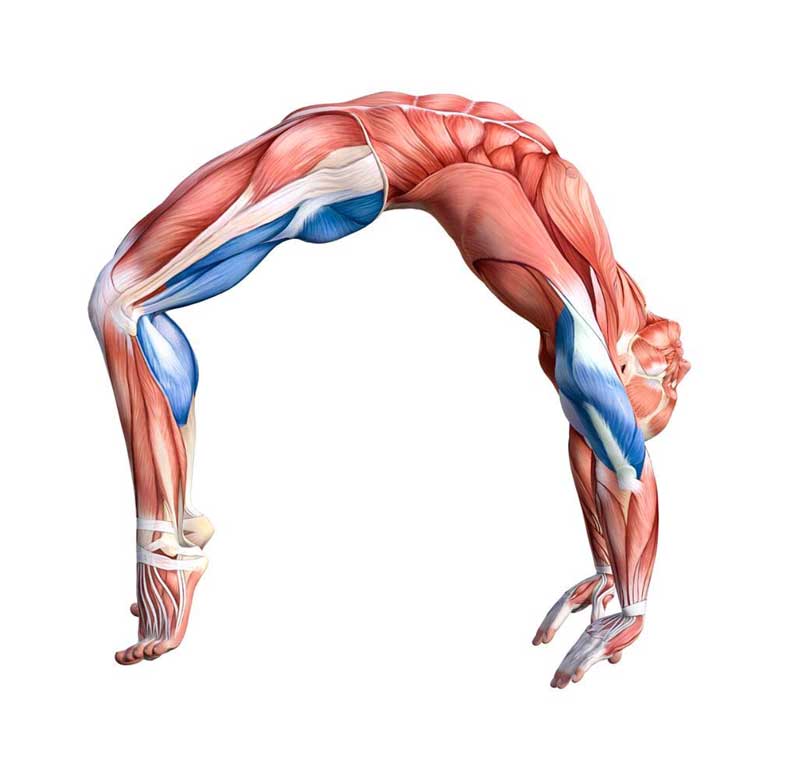 Yoga Anatomy Images & How Muscles Work — Jenni Rawlings Yoga & Movement