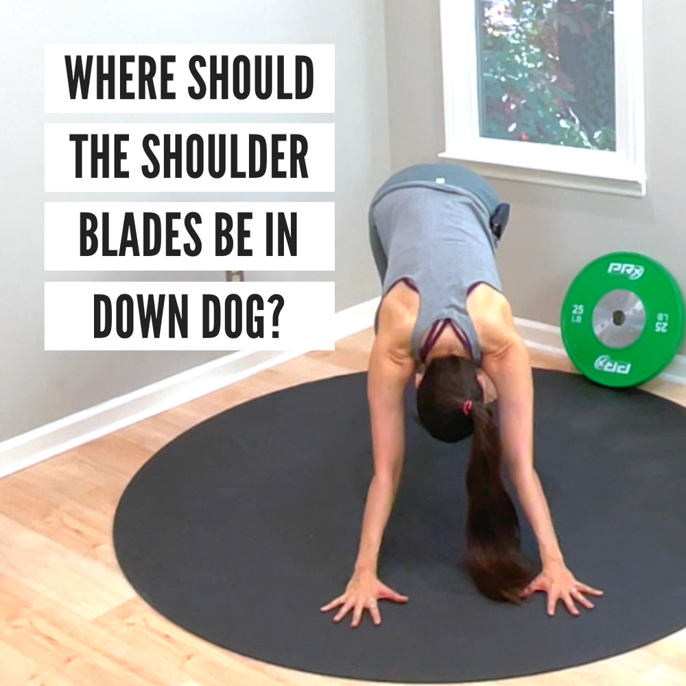 Where should the shoulder blades be in down dog?