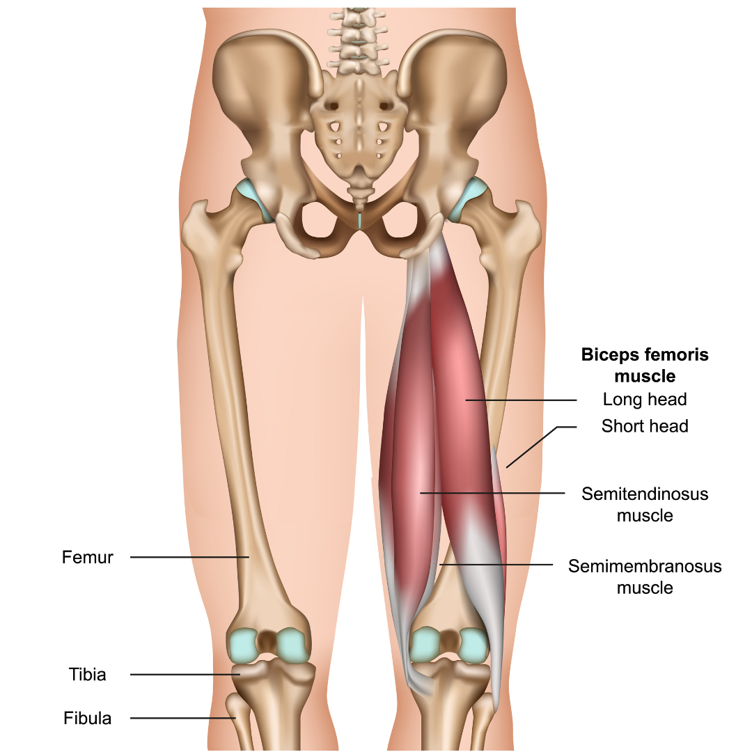 Hamstring Muscle Movement Does Bending the Knees Protect the Hamstrings? — Jenni Rawlings Yoga ...