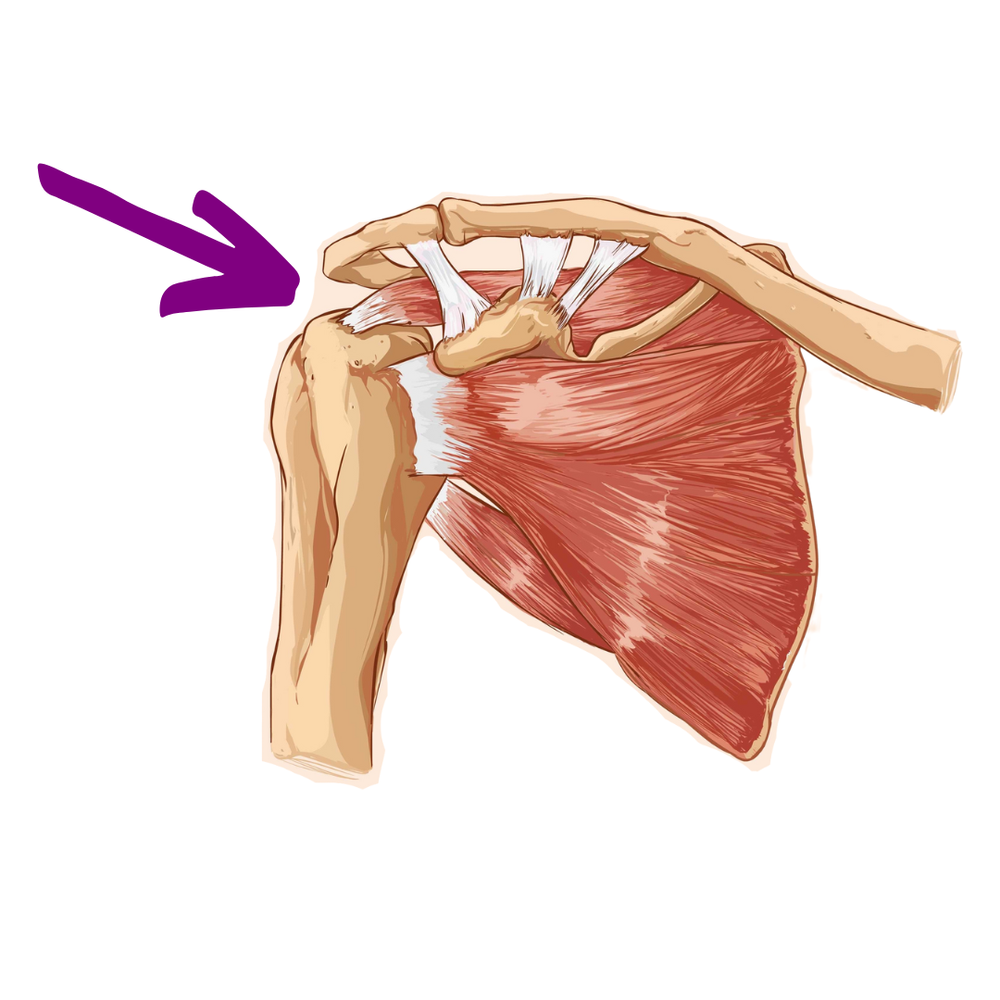 shoulder joint anatomy