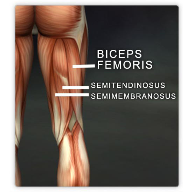 Are the Hamstrings Passive in a Forward Fold? — Jenni Rawlings Yoga ...