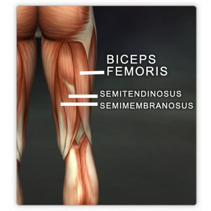 Are the Hamstrings Passive in a Forward Fold? — Jenni Rawlings Yoga ...
