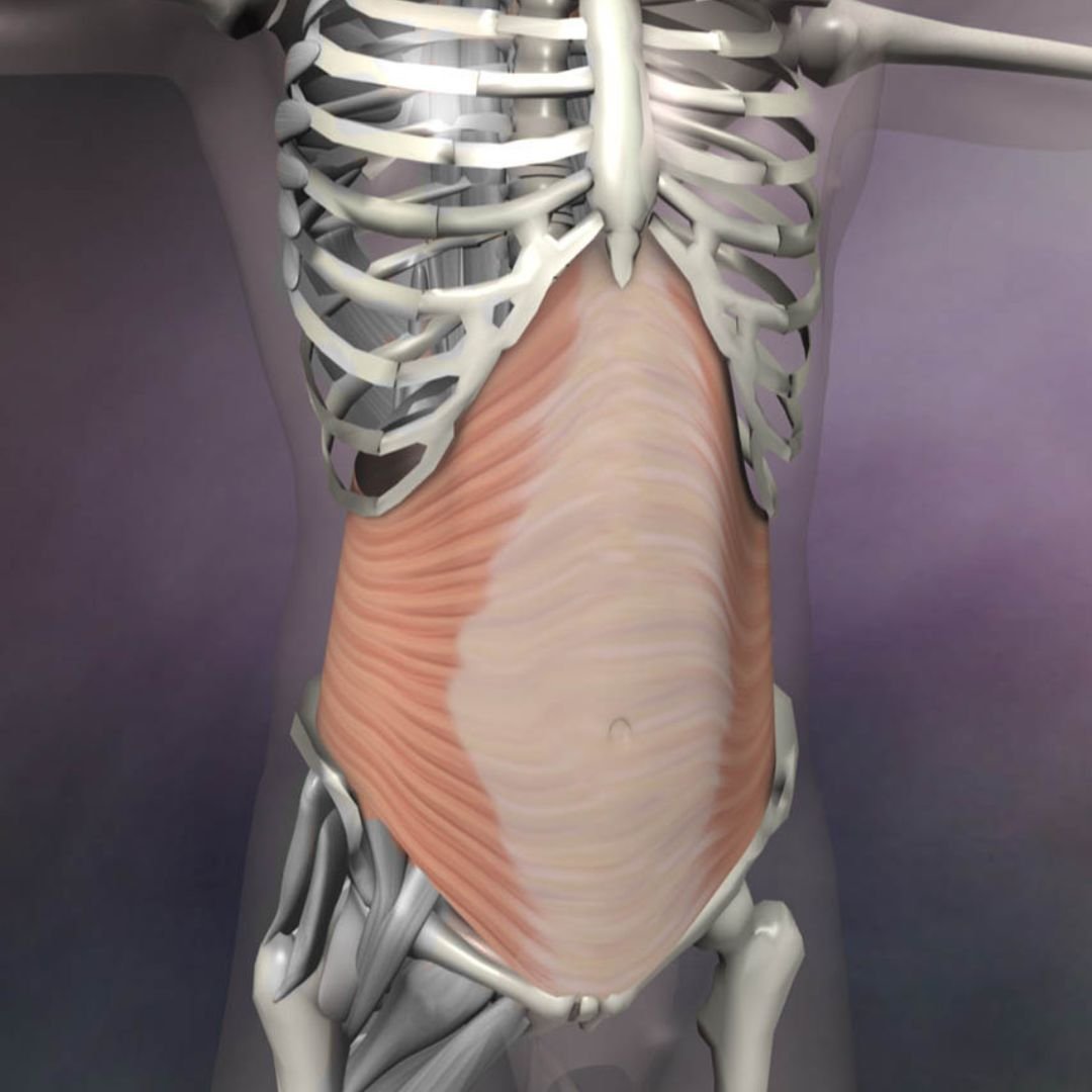 transverse abdominis core stability muscle
