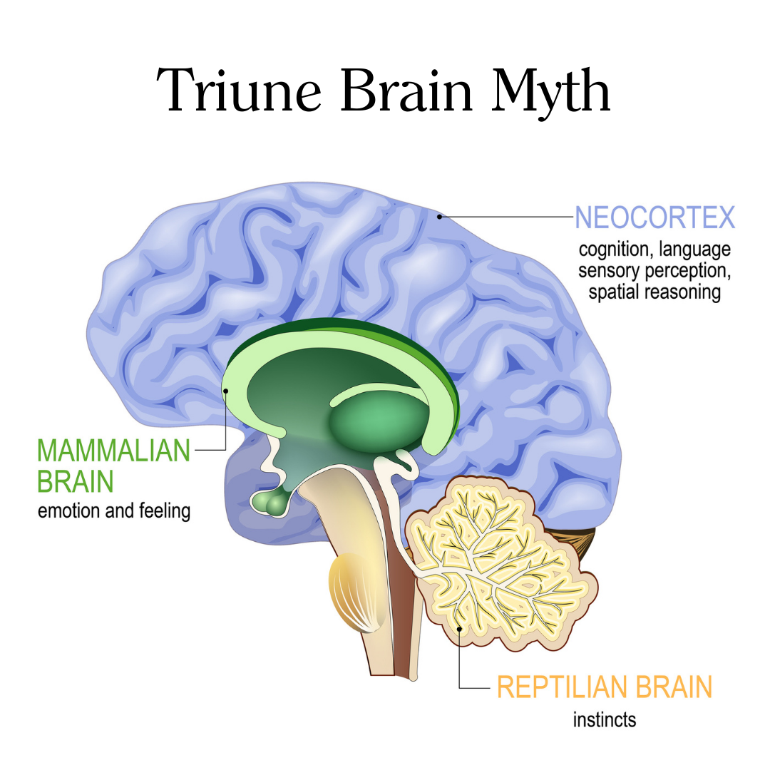 The Triune Brain , The Concept of the Triune Brain – BFEENA