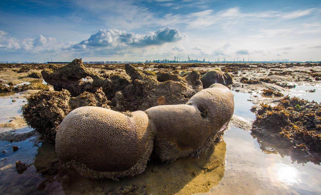 Coral at Terumbu Bemban