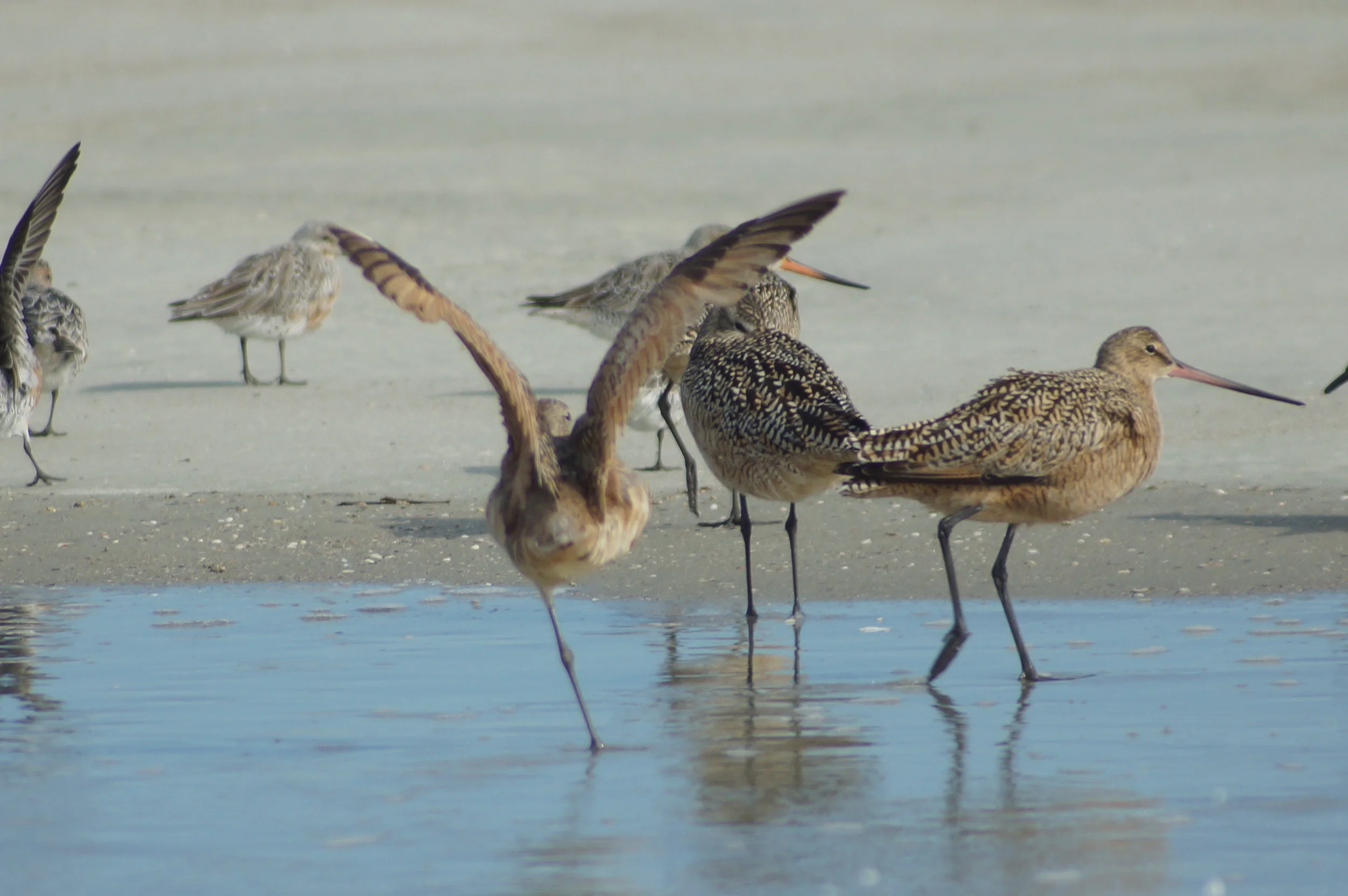 Marbled Godwit