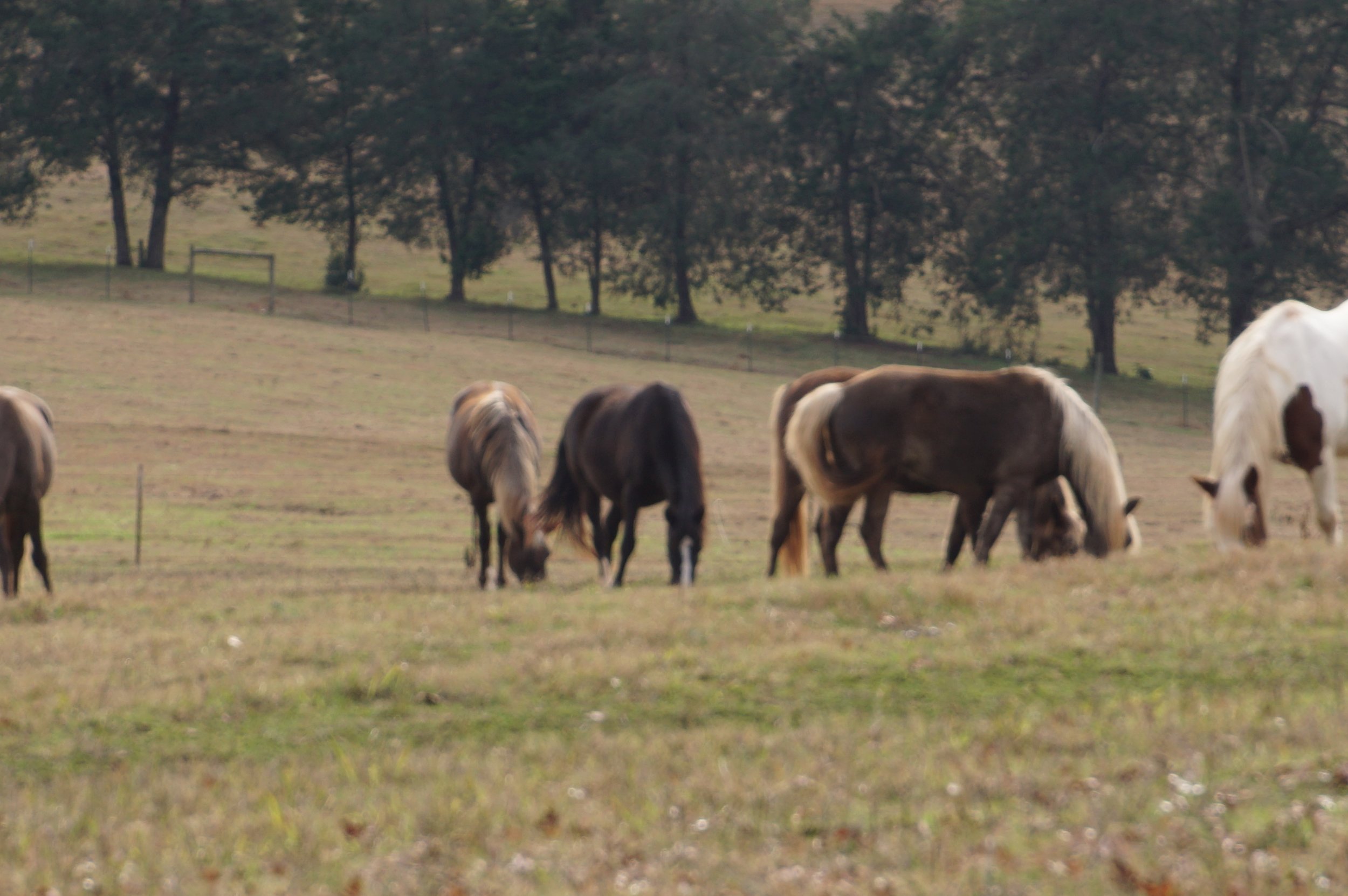 Grazing in Jennifers pasture