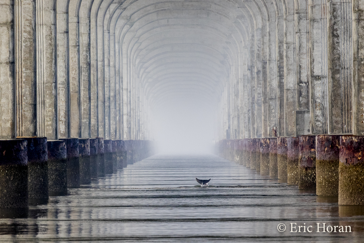 Dolphin Fluke under the Broad River Bridge "Dolphin Cathedral"