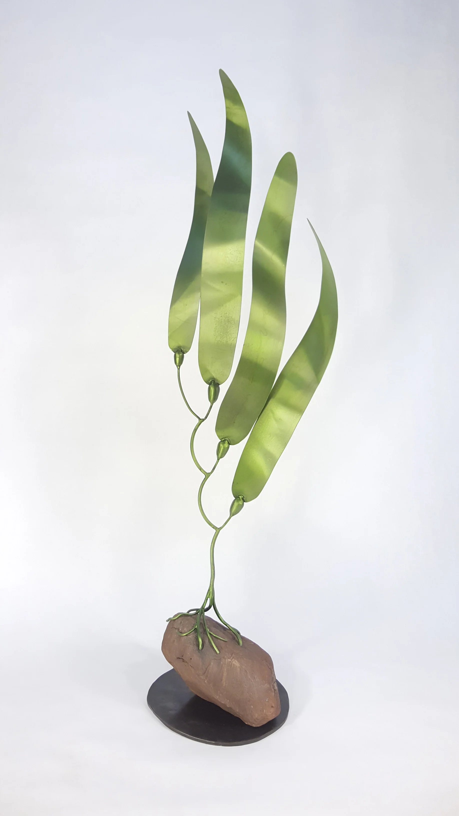 Kelp 003