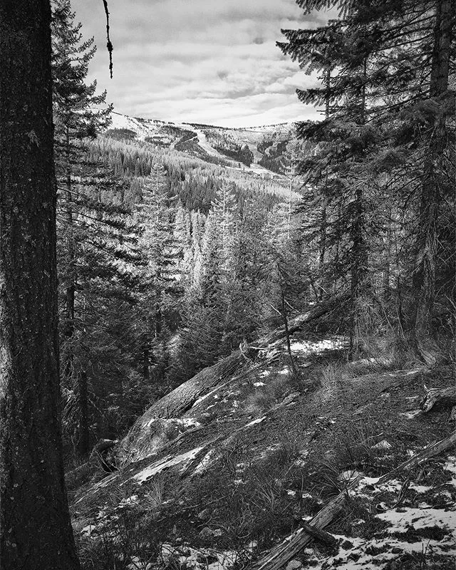 Snow is coming. #fall #schweitzermountain #hikingadventures #hiking #pnw #northidaho #blackandwhite #snow