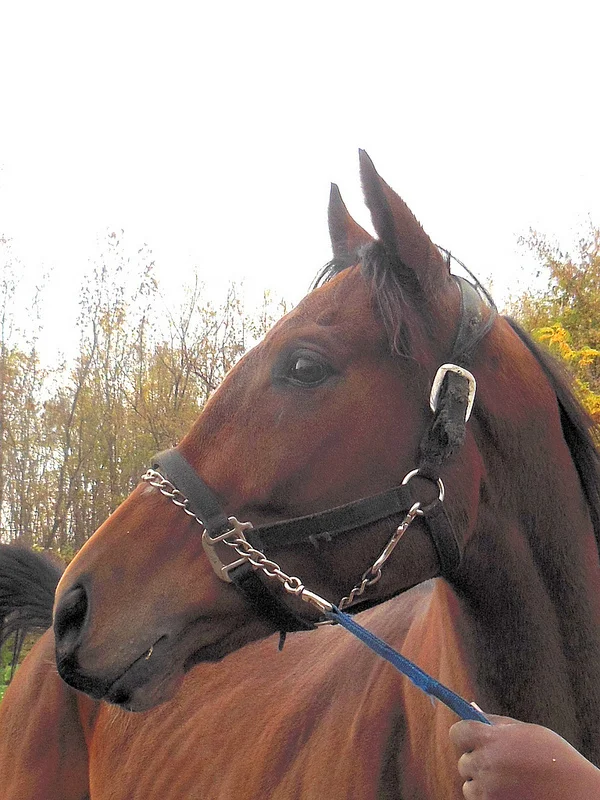 Congratulations to Mary Therese Friel for her adoption of Category Nine, 2008 Bay Gelding