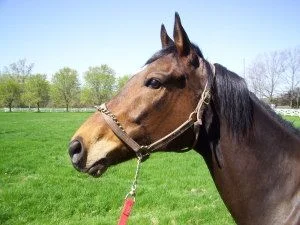 Congratulations to Kent Friel for his adoption of Pegasus Smile, 2004 Bay Gelding
