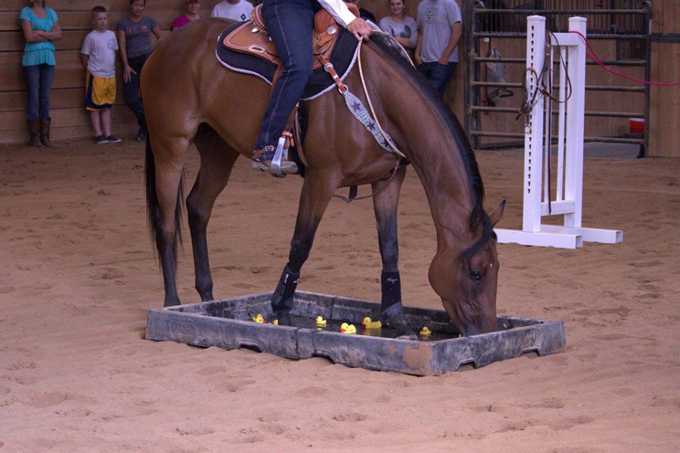 City competing bridleless