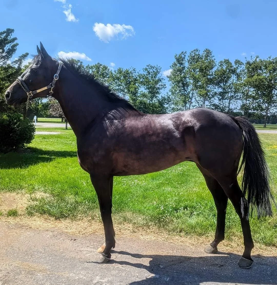 Available Horses — Finger Lakes Thoroughbred Adoption Program