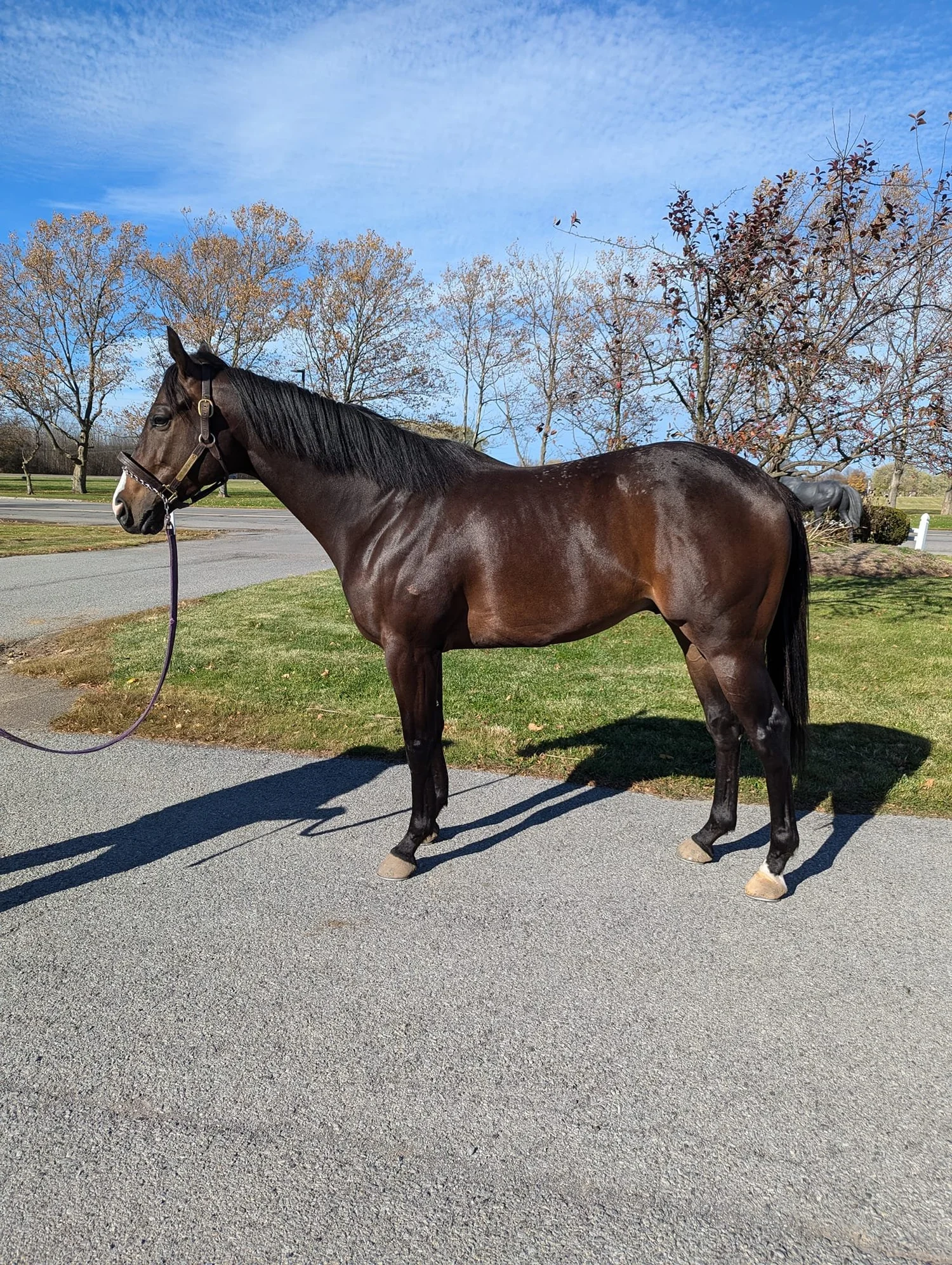 Available Horses — Finger Lakes Thoroughbred Adoption Program