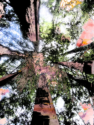 6.9.11 > Up > Viaje De Amor > Graphic Design > Photo by BS > NOT AVAILABLE FOR PURCHASE
