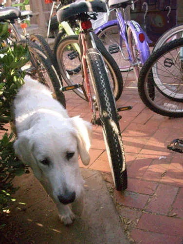 9.3.10 > Attack Dog > Photo > San Diego, CA. > NOT AVAILABLE FOR PURCHASE
