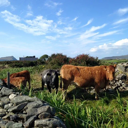 9.5.15 > Ranch Life > Photo > Dingle Peninsula > Giraffe Necks > NOT AVAILABLE FOR PURCHASE
